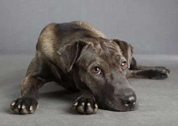Portraits eines liegenden schwarzen Hundes